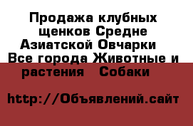 Продажа клубных щенков Средне Азиатской Овчарки - Все города Животные и растения » Собаки   